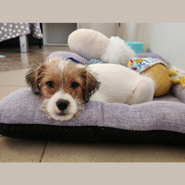 Photo of Tinkerbell Aka Tink