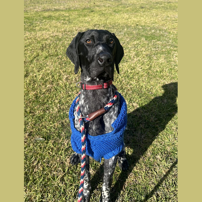 Photo of Rambo