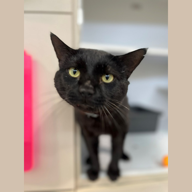 Photo of Santana (9993)