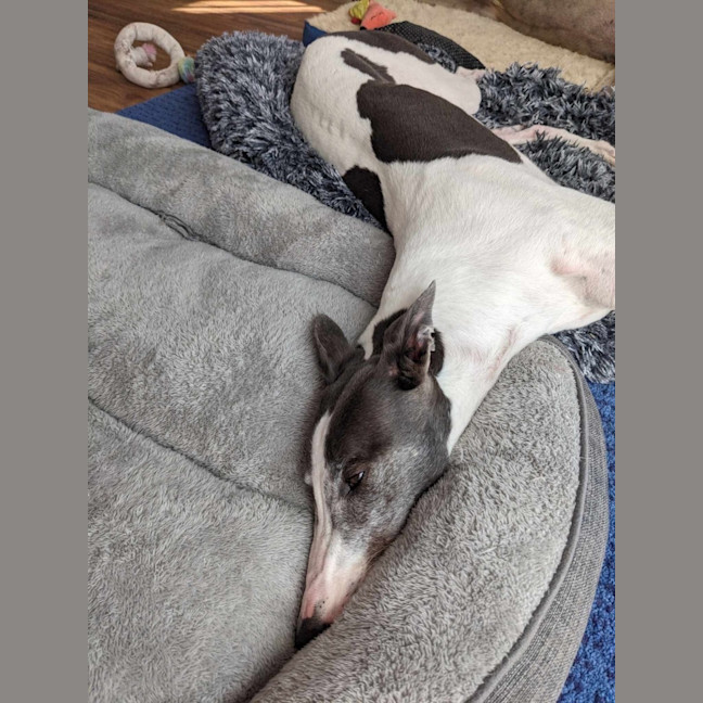 Photo of Flowers, The Greyhound