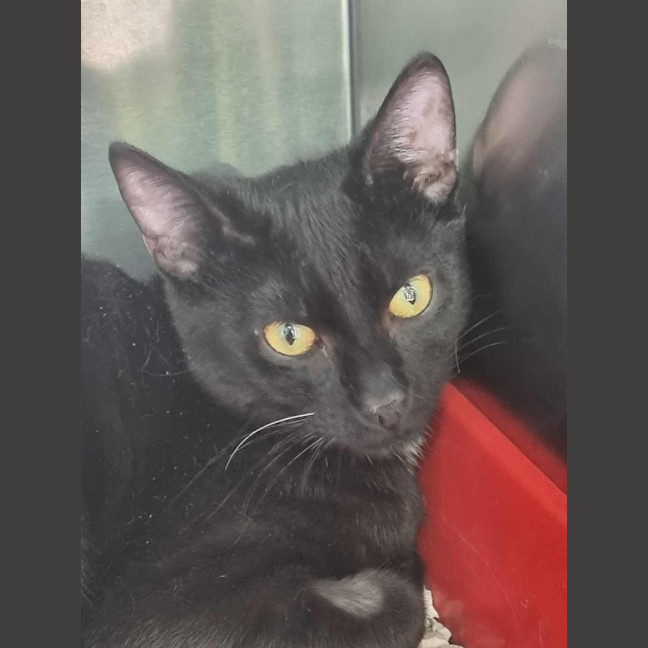 Photo of Licorice