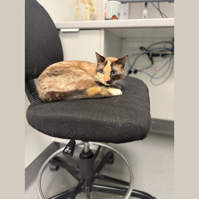 Photo of Crumpet