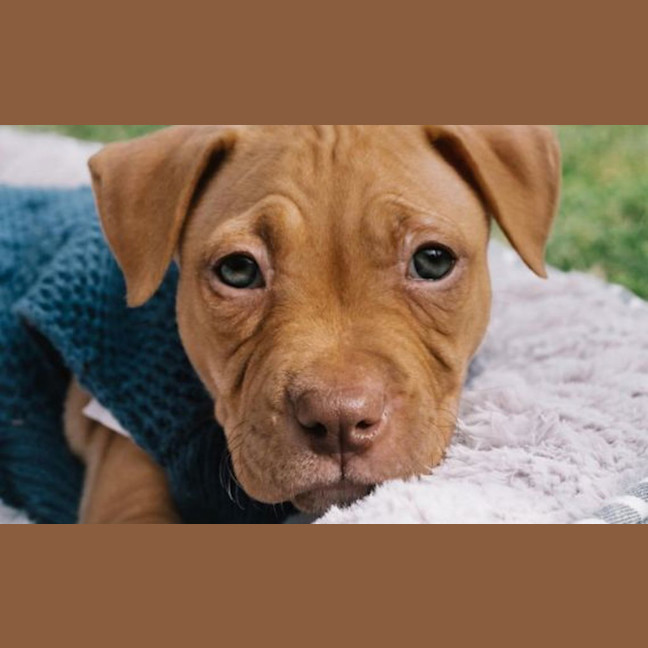 Photo of Nala