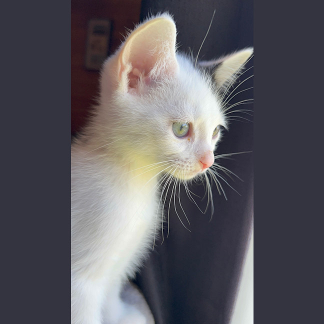 Photo of Littlefoot