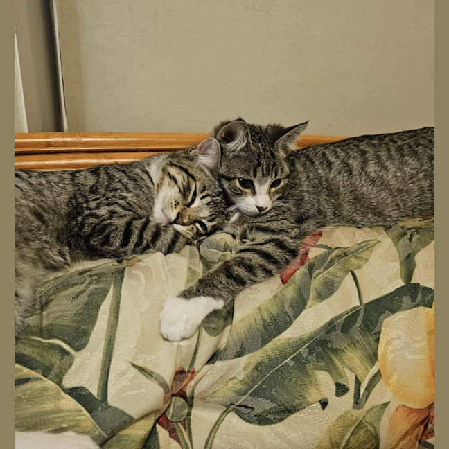 Photo of Truffle & Faun 