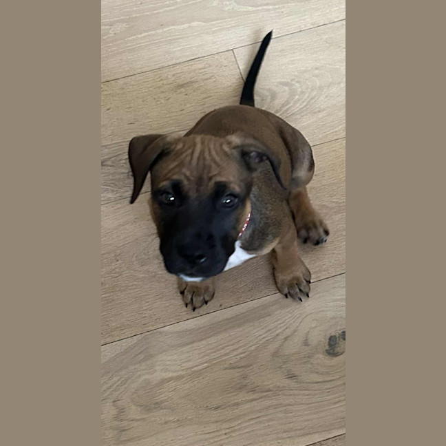 Photo of Spike   11 Week Old Kelpie X