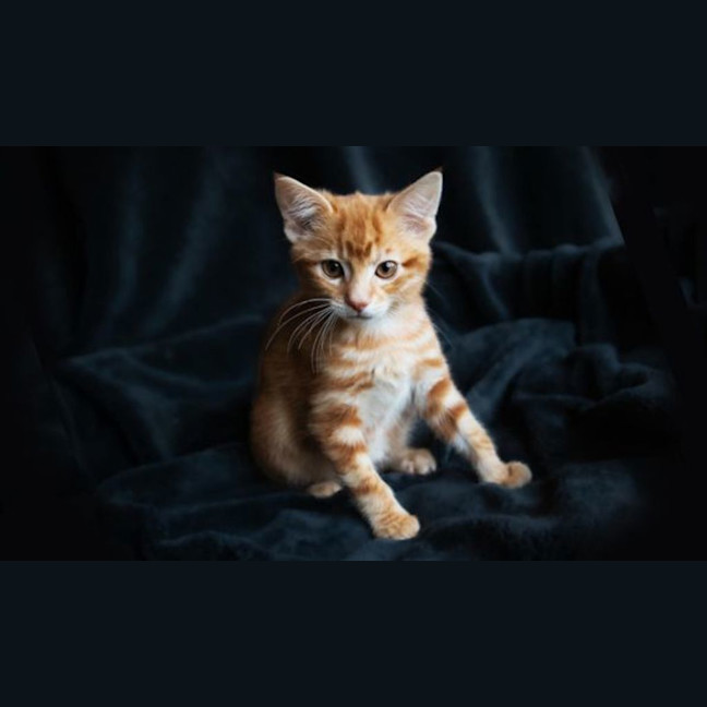 Photo of Peanut Brittle