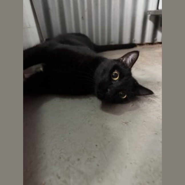 Photo of Taco