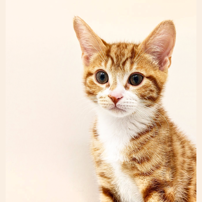 Photo of Paprika
