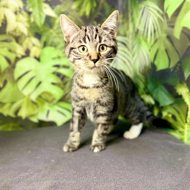 Photo of Ophelia (Located In Preston) 