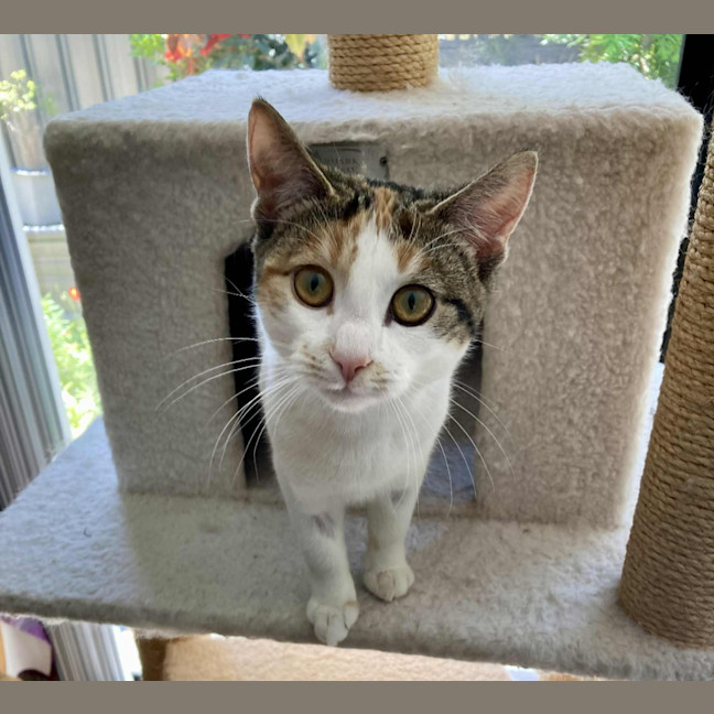 Photo of Blossom