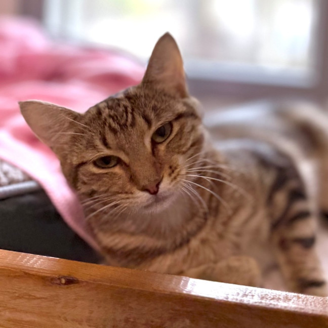 Photo of Harper