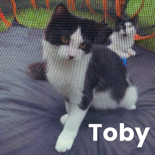Photo of Toby 
