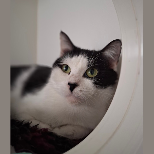 Photo of Sweetheart