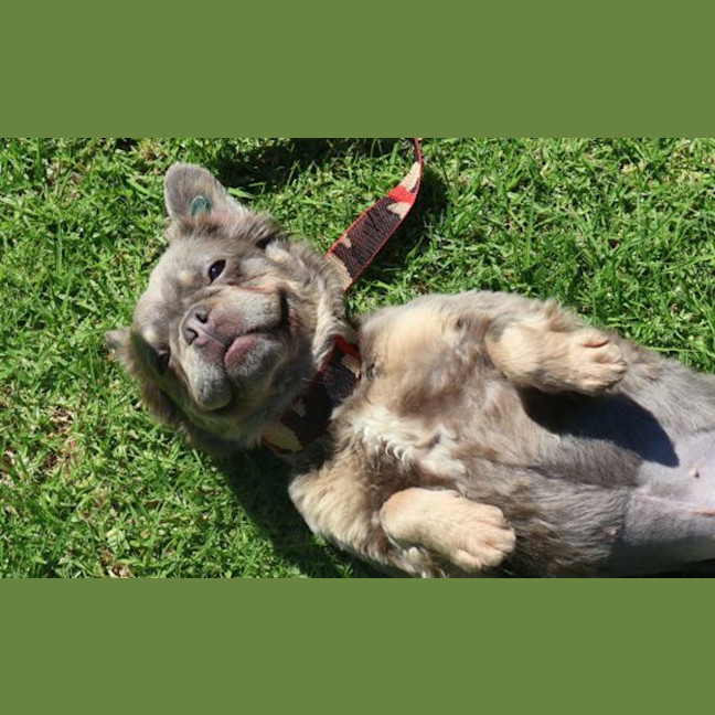 Photo of Eevee