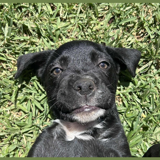 Photo of Pitu