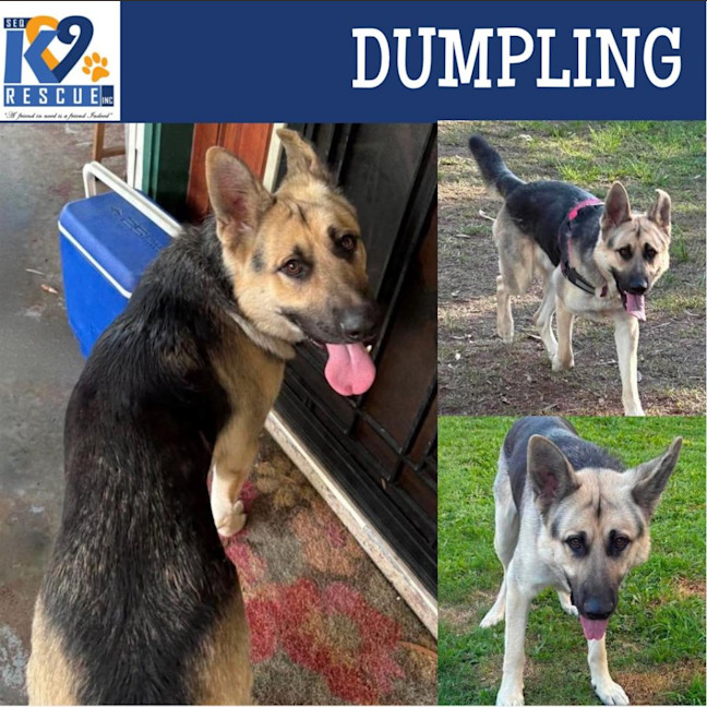 Photo of Dumpling