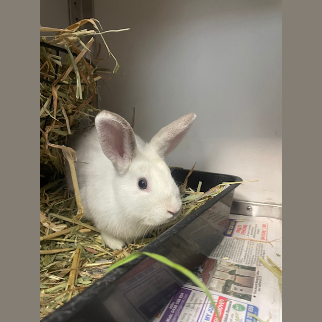 Photo of Marshmallow