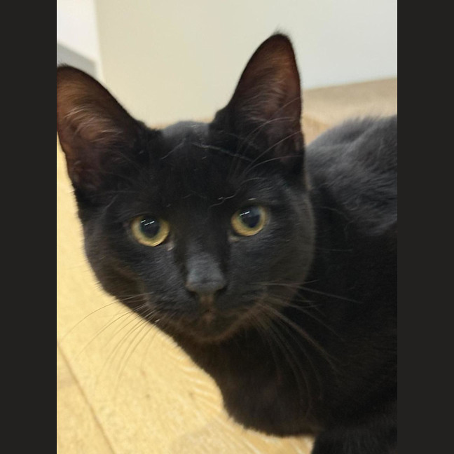Photo of Domino 