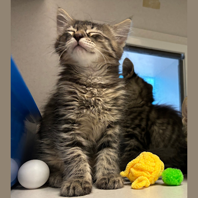 Photo of Fenris