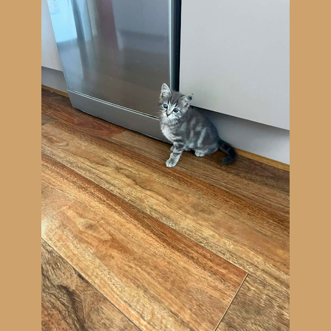 Photo of Pip