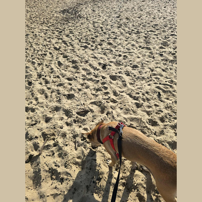 Photo of Mia   2 Year Old Kelpie X