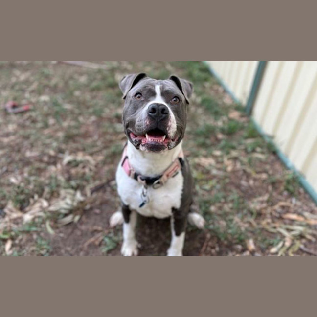 Photo of Boof