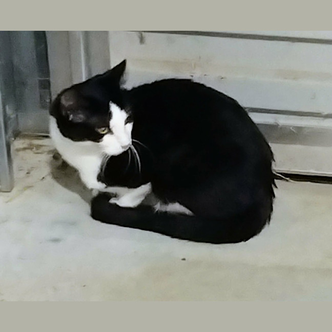 Photo of Sigma