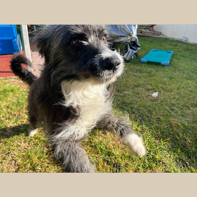 Photo of Alfie