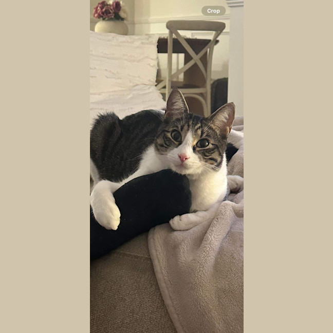 Photo of Goose