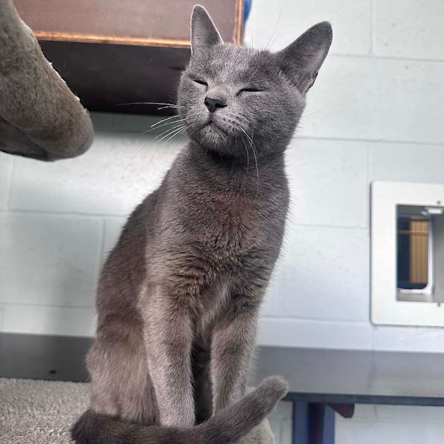 Photo of Lyra