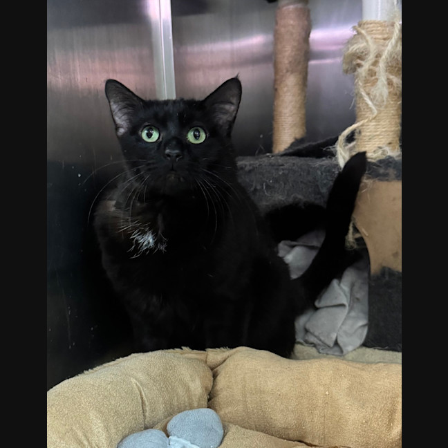 Photo of Sirius Black