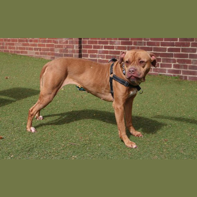 Photo of Ginger