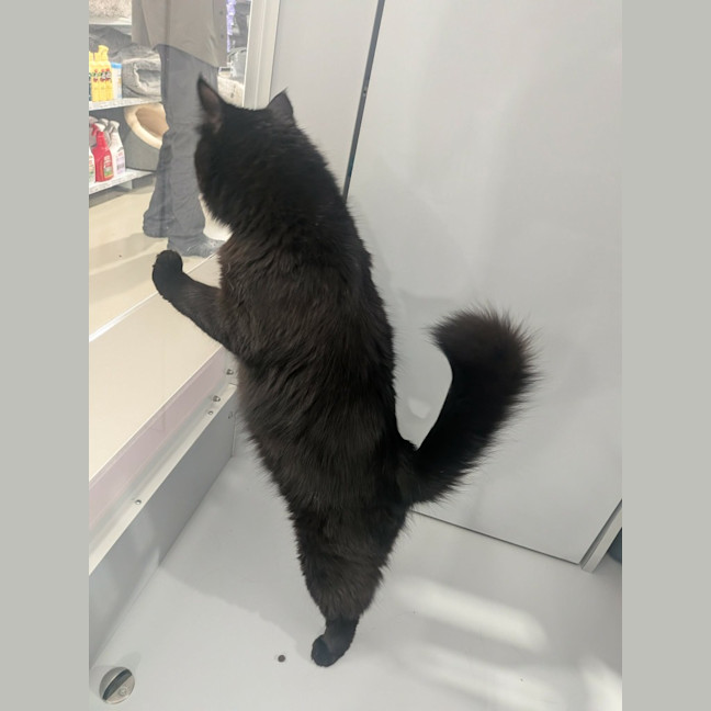Photo of Toothless