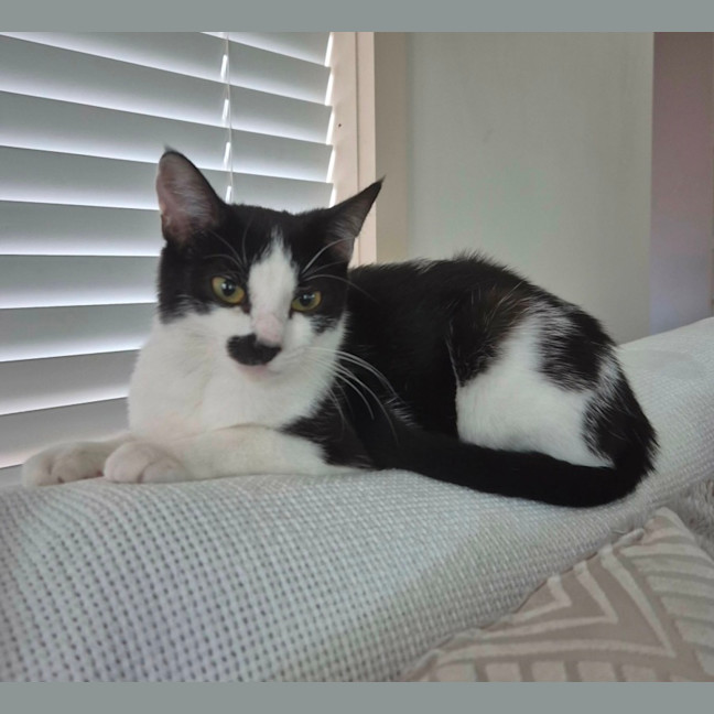 Photo of Mabel Meet Me@Petstock Hastings 