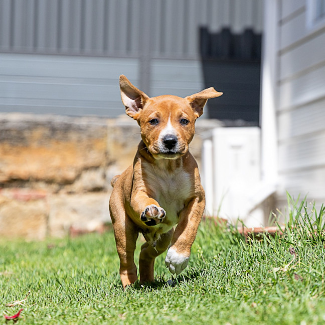 Photo of Biscuit