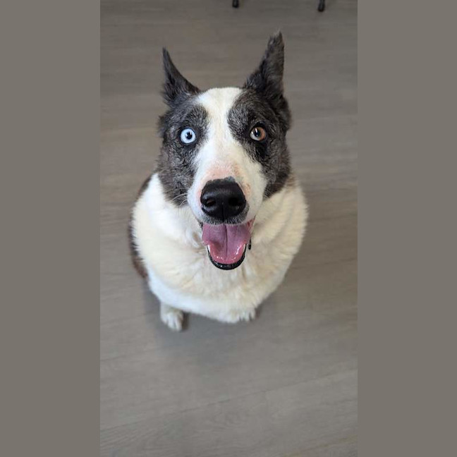 Photo of Chase