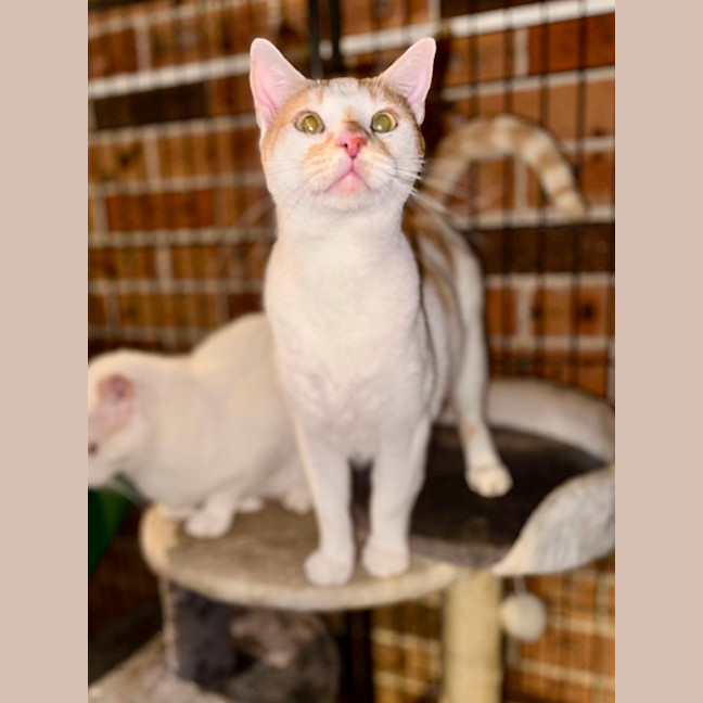 Photo of Biscuit