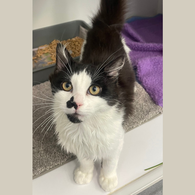 Photo of Domino