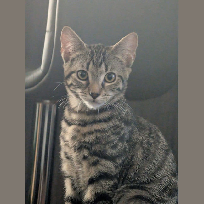 Photo of Ziggy