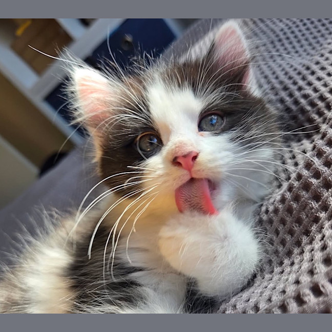 Photo of Oreo