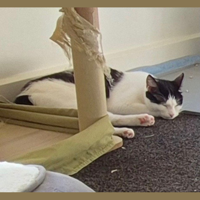 Photo of Clover Meet Me@Petstock Mornington Nepean Hwy