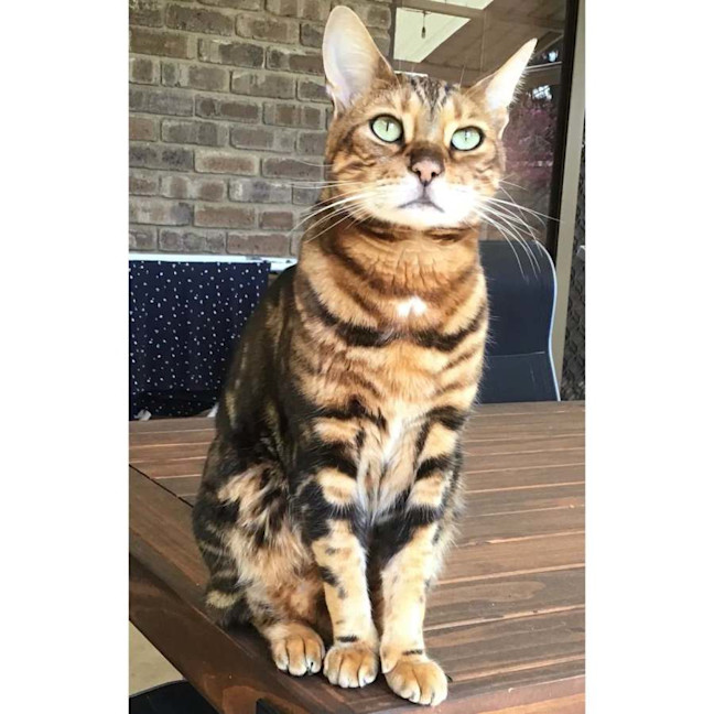 Photo of 14719   Gizmo