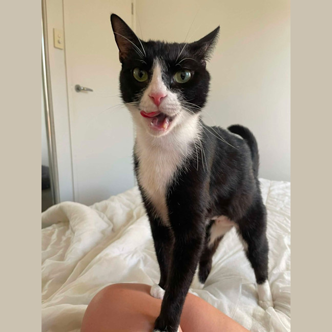 Photo of Pawdrey Hepburn