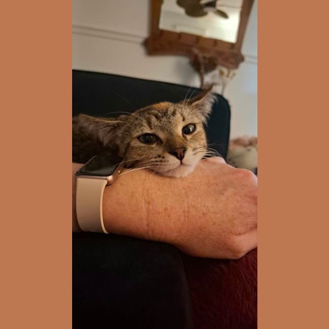 Photo of Minnie   10 Month Old Domestic Short Hair