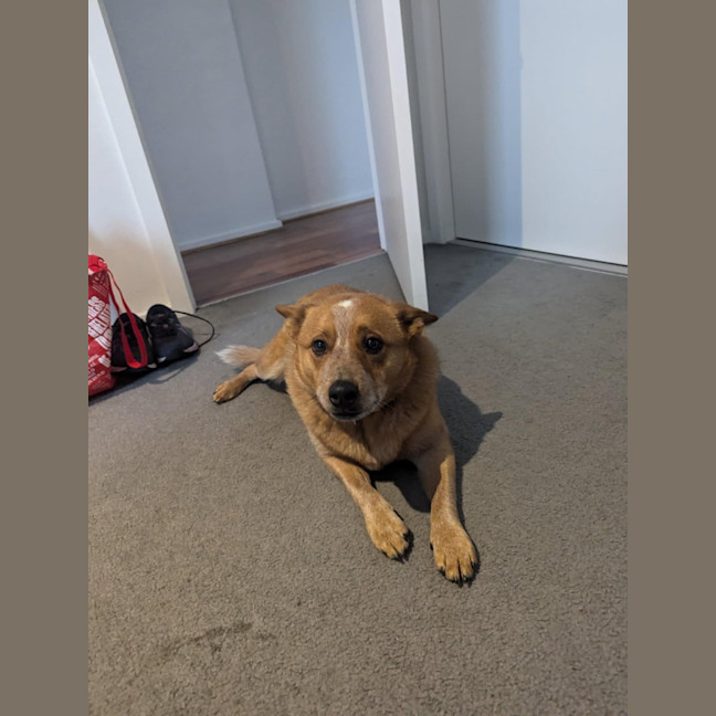 Photo of Cooper