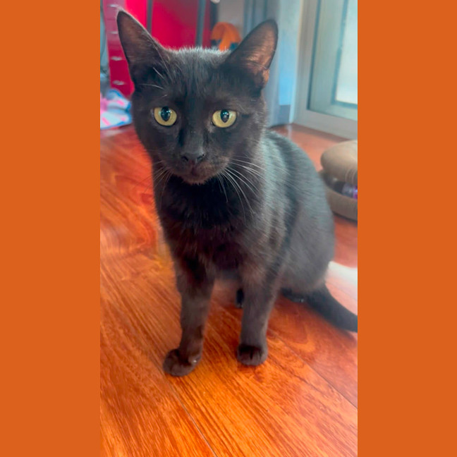 Photo of Bellatrix 