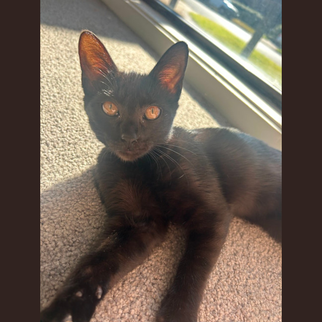 Photo of Ava   4 Month Old Domestic Short Hair