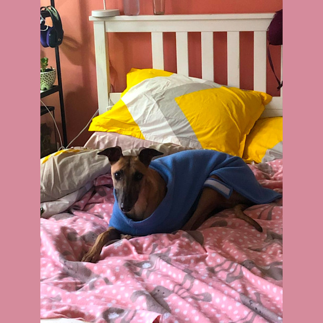 Photo of Tina The Greyhound