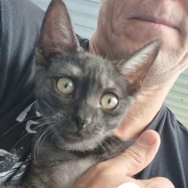 Photo of Nova